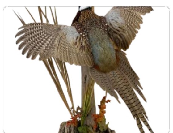 Upland game bird mount
